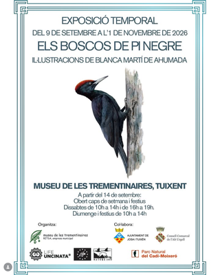 Exposició temporal: "Els boscos de pi negre", a Tuixent