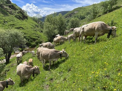 Vaques brunes a la muntanya de Llessui (Foto: ACN / arxiu)