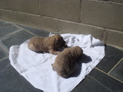 Cadells abandonats