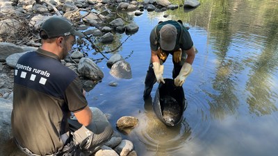 Rescat i alliberament de peixos a Alàs (Foto: ACN)