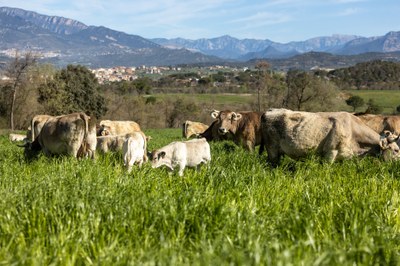 Vaques en una finca del Berguedà (Foto d'arxiu/ACN) 