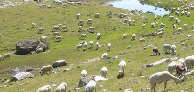 Pastures al Pirineu (Foto: UP)
