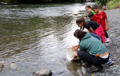Alliberament de truites als centres d'alevinatge d'Escaló i Llavorsí (Foto: ACN)