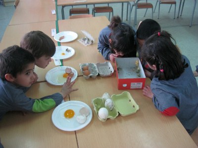 Escola La Valira - Observació ous animals 2013