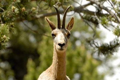 Isard