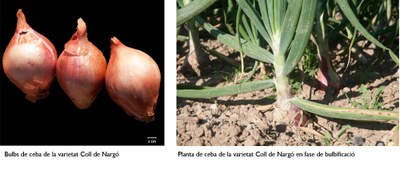 Ceba de Coll de Nargó (Imatge: Fundació Miquel Agustí)
