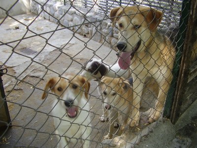 Refugi d'animals