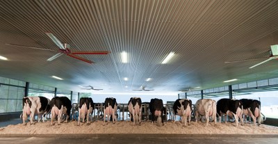 Ponderosa Holstein