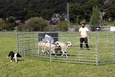Formació d'ensinistrament de gossos pastors a Barruera (Foto: ACN)