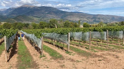 Finca vitivinícola de Cal Mandrat, a Montellà i Martinet (Foto: ACN)