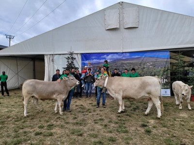 Els ramaders del Ripollès amb els seus animals guanyadors. A l'esquerra, el gran animal campió jove de Mas Pinòs i a la dreta, el gran animal campió del Concurs de Mas la Torre (Foto: Februpi)