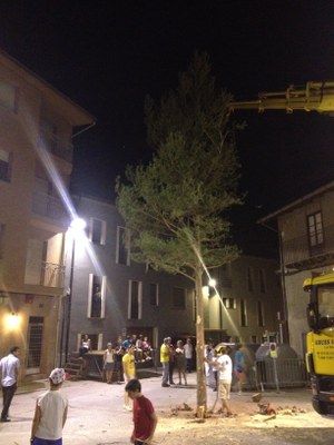 Plantada del pi a la plaça de l'Arbre de Castellciutat