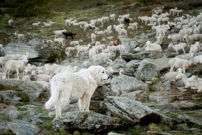 Un gos mastí vigila un ramat d'ovelles en una zona de Lleó amb presència de l'ós bru (Dep. Acció Climàtica)