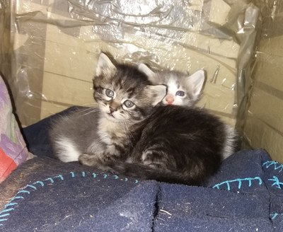 Gats atesos per Cats & Dogs Alt Urgell