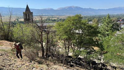 El pastor i el ramat que han de fer el Camí de Marina surten de Llívia per anar a la Bollosa (Foto: ACN)