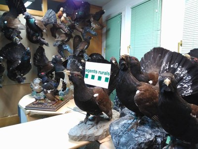 Exemplars de gall fer dissecats, comissats en un habitatge a l'Aran (Foto: Agents Rurals)