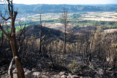 Imatge de detall de la zona afectada per l'incendi d'aquest mes de juny a Peramola