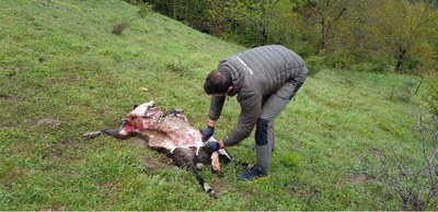 Una de les ovelles atacades per l'ós a Betlan (Foto: Conselh Generau Aran)