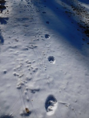 Petjades del llop a la neu (Foto: TES)