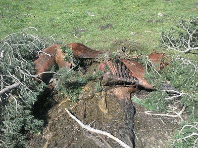 Restes d'una euga atacada per l'ós Goiat al Pallars Sobirà (Foto: ACN) 
