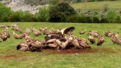 Voltors atacant un poltre acabat de néixer a la Terreta (Foto: Carles Pascual)
