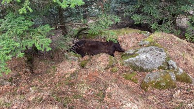 Imatge de l'ós Cachou mort, en una zona de difícil accés a Les (Foto: CGA)