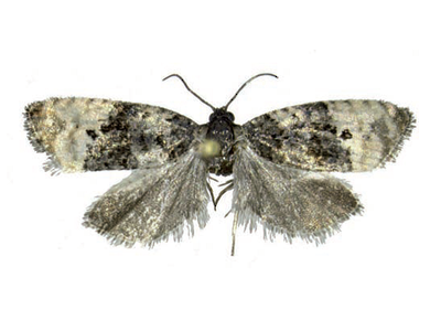 Exemplar adult de Metendothenia atropunctana (Foto: TES)