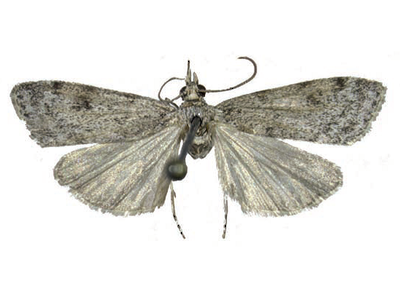 Exemplar adult de Scoparia gallica (Foto: Manuel Garre)