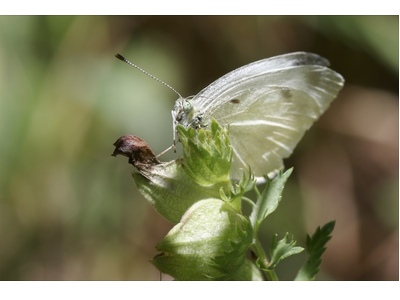 Exemplar mascle adult de Pieris ergane (Foto: Jordi Faus i Martí Franch) 
