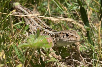 Un dels llangardaixos que s'ha detectat al Parc Natural del Cadí-Moixeró (Foto: Departament de Territori)