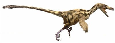 Dinosaures - Dromeosàurid (Foto: ICP Miquel Crusafont)