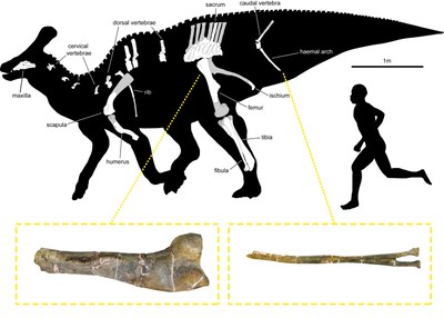 Descripció i silueta del 'Pararhabdodon Isonensis' (ICP)