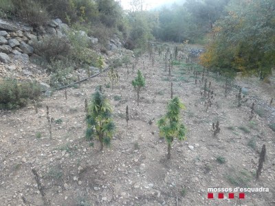 Plantació de marihuana a Fígols i Alinyà (Foto: Mossos d'Esquadra)
