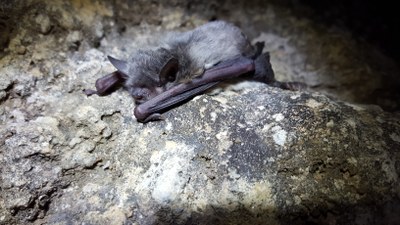 Ratpenat de peus grans (Foto: TES)