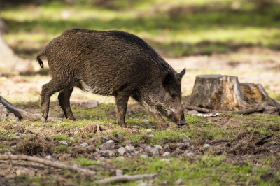 Porc fer (Foto: CCAU)