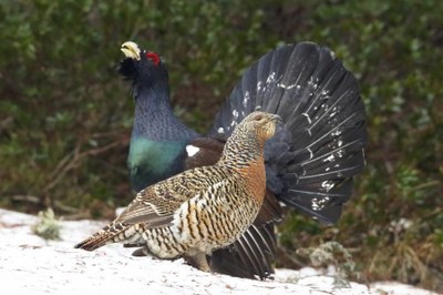 Dos exemplars de gall fer en un bosc del Pirineu català (Foto: UdL / Javi Montes)