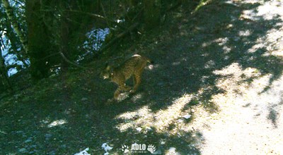 Detecció, mitjançant càmeres, d'un linx ibèric als Pirineus (Imatge: ADLO)