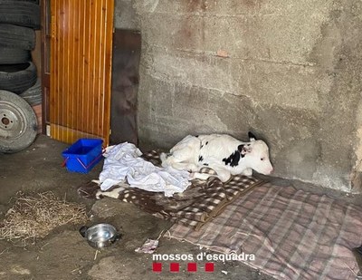 Localització d'un vedell d'uns quinze dies de vida que havia estat sostret en una granja de Puigcerdà (Foto: Mossos d'Esquadra)