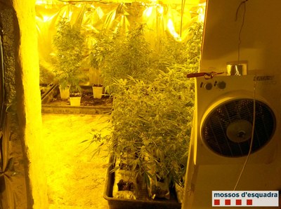 Cultiu de marihuana (Foto: Mossos d'Esquadra)