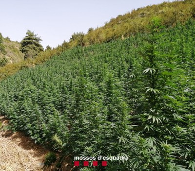 Imatge de la plantació de marihuana localitzada en una zona boscosa de Soriguera (Foto: Mossos d'Esquadra)