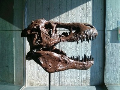 Dinosfera - Esquelet Coll de Nargó