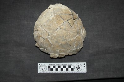 Dinosfera - Ou de dinosaure