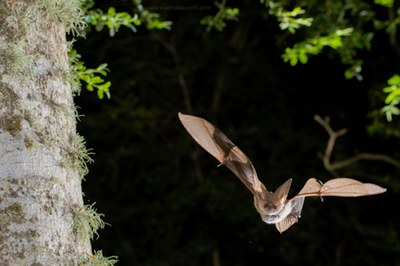Un exemplar de ratpenat (Foto: Pere Miquel Parés)