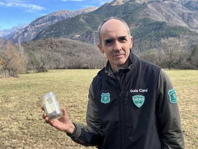 Gabriel Lampreave, coordinador del seguiment del llop i l'os dels Agents Rurals, mostra un pot amb l'excrement del llop localitzat a Vilaller (Foto: ACN/Marta Lluvich)