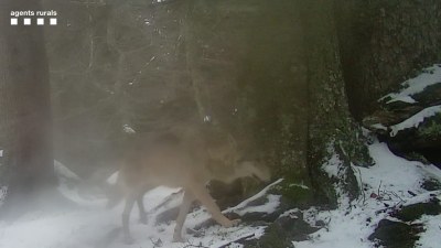 Imatge captada per una càmera de fototrampeig del llop documentat a Vilaller (Foto: Cos d'Agents Rurals)