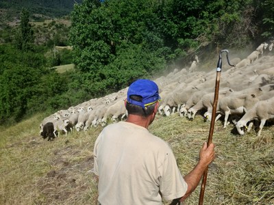 Ramon Cornellana, amb el ramat a prop del poble de Farrera, al Pallars Sobirà (Foto: ACN)
