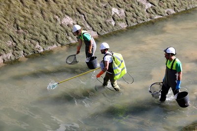 Treballs de rescat de peixos al canal de Gavet (Foto: ACN)