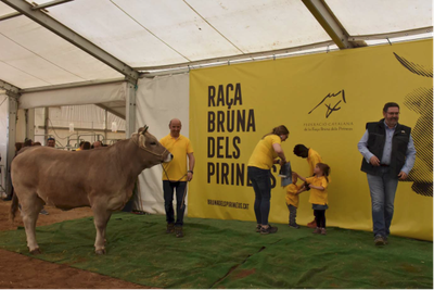 Vaca bruna Gran Campiona Jove 2019, de Vallnova-Espanholet (Februpi)