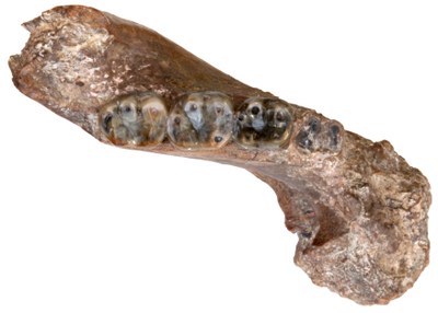 Mandíbula del Firal