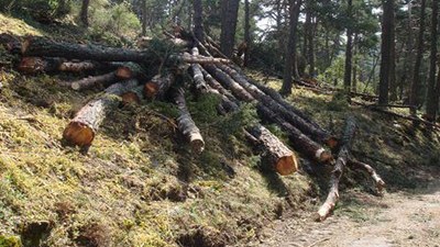 Zona de l'Alt Urgell on va actuar la brigada forestal (Foto d'arxiu/CC Alt Urgell)